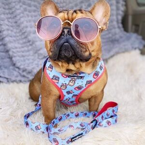 Stylish Blue and Red Frenchie Dog Harnessing